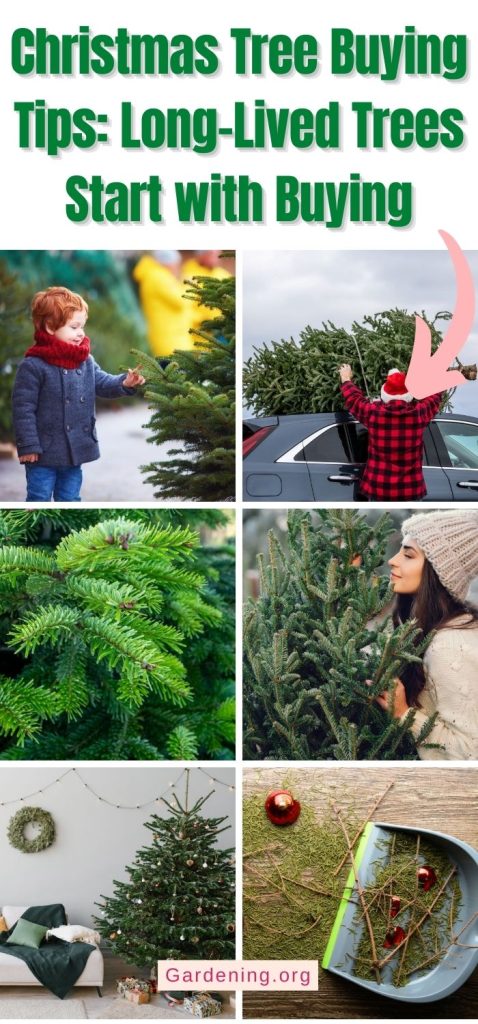 Christmas Tree Buying Tips: Long-Lived Trees Start with Buying pinterest image.