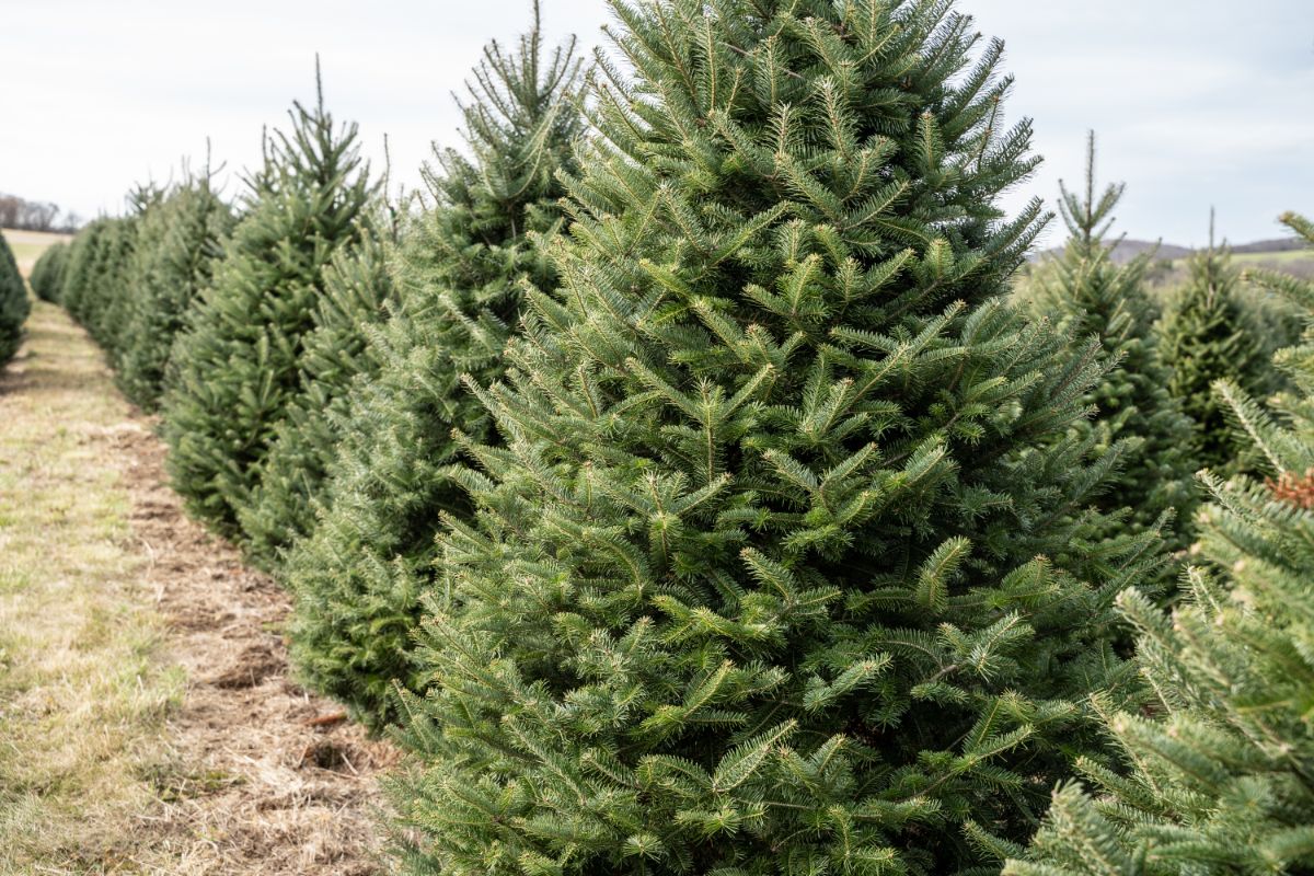 A row of healthy Christmas trees at a tree farm