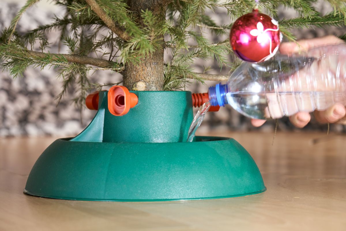 A man pouring water into the base of a Christmas tree stand