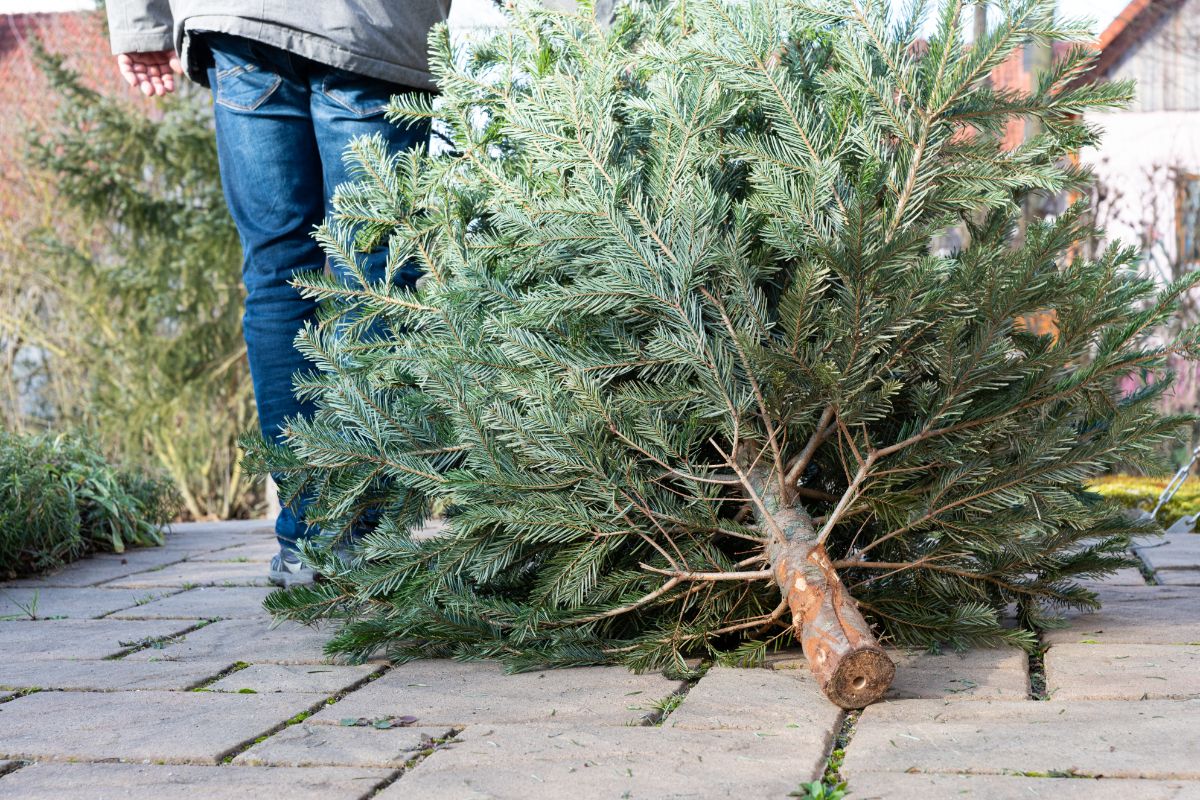 The base of a Christmas tree needs trimming so the tree can take up water