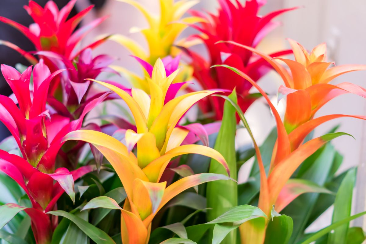 Brightly colored pink, yellow, and orange bromeliads