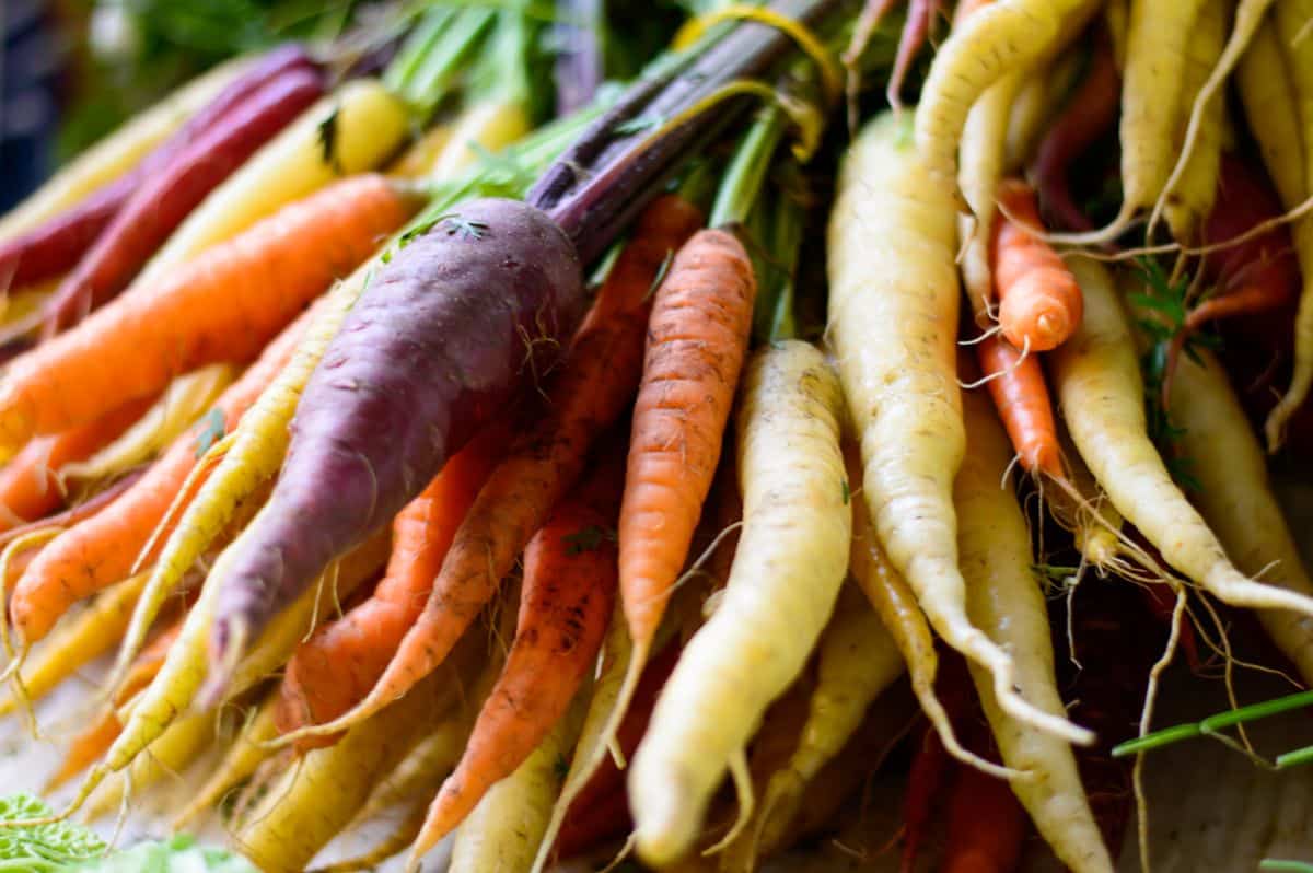 A harvest of colored carrots laid out