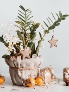 A houseplant decorated for Christmas gift giving.