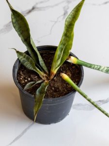 cropped-2-rotten-snake-plant.jpg