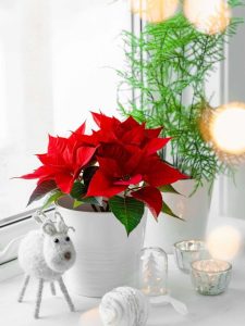 cropped-6-poinsettia-window.jpg