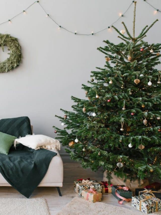 8 Must Know Christmas Tree Buying Tips