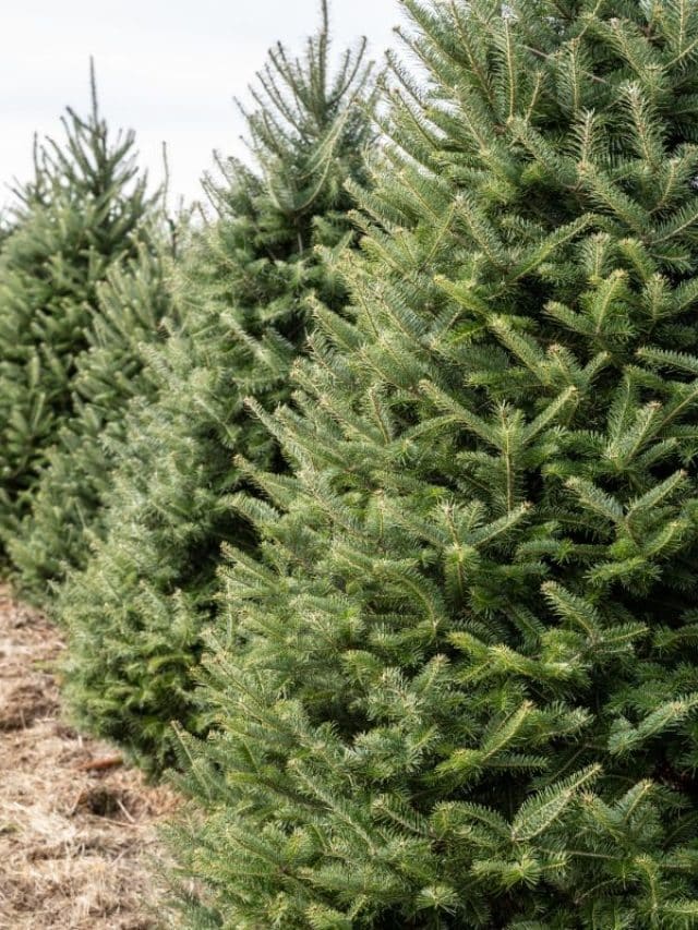 9 Tips To Make Your Christmas Tree Last Longer