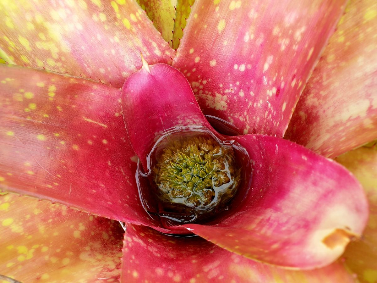 Bromeliad with a natural water collection reservoir