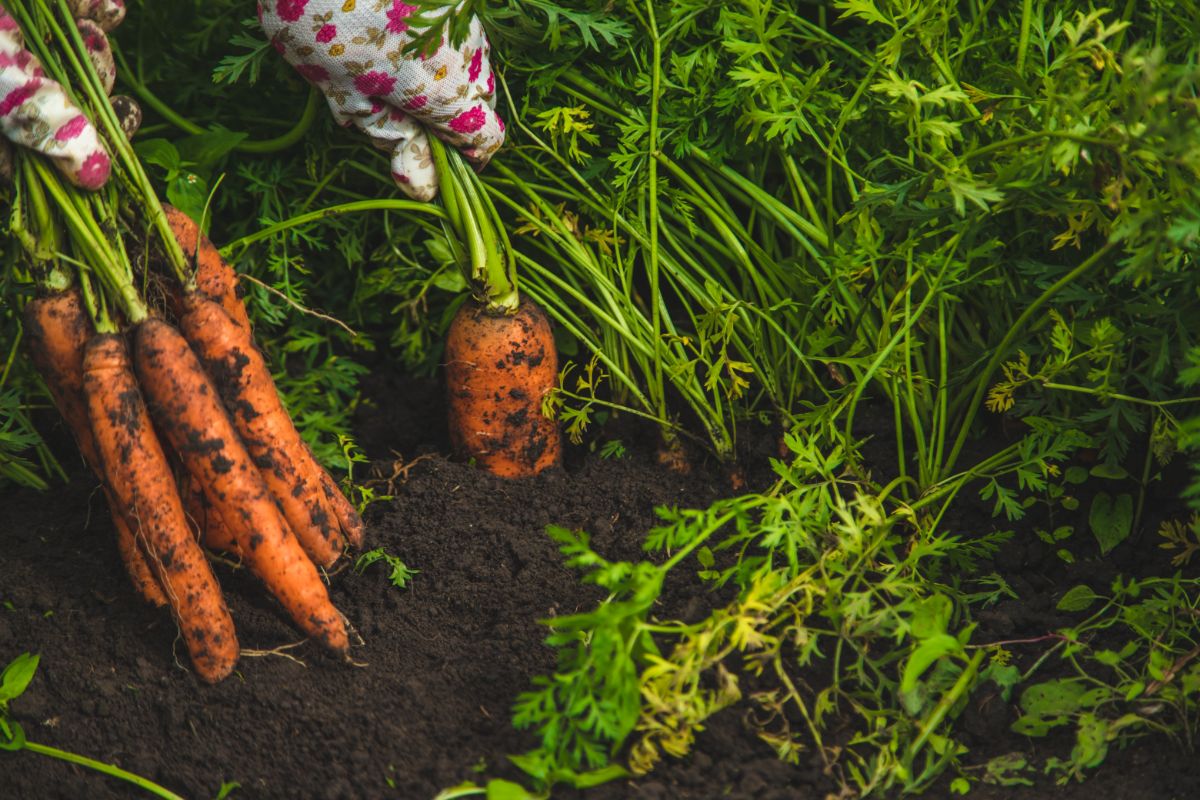 Fresh carrots being pulled from the ground