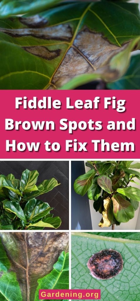 Fiddle Leaf Fig Brown Spots and How to Fix Them pinterest image.