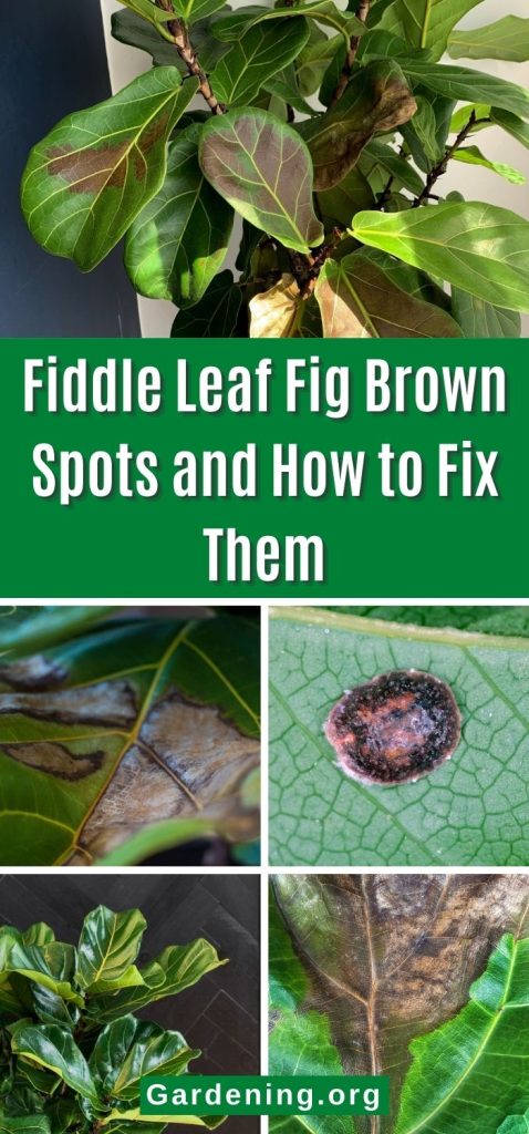 Fiddle Leaf Fig Brown Spots and How to Fix Them pinterest image.