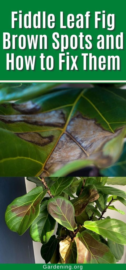 Fiddle Leaf Fig Brown Spots and How to Fix Them pinterest image.