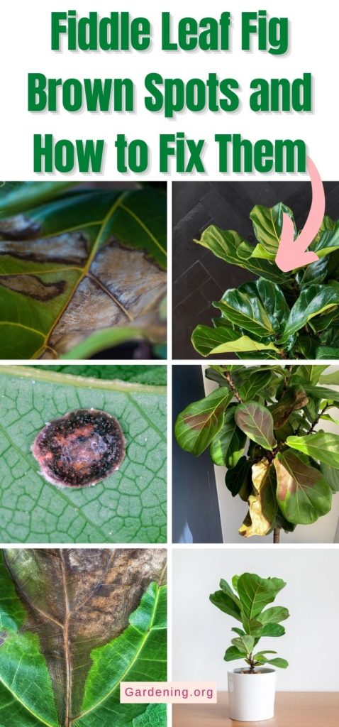 Fiddle Leaf Fig Brown Spots and How to Fix Them pinterest image.