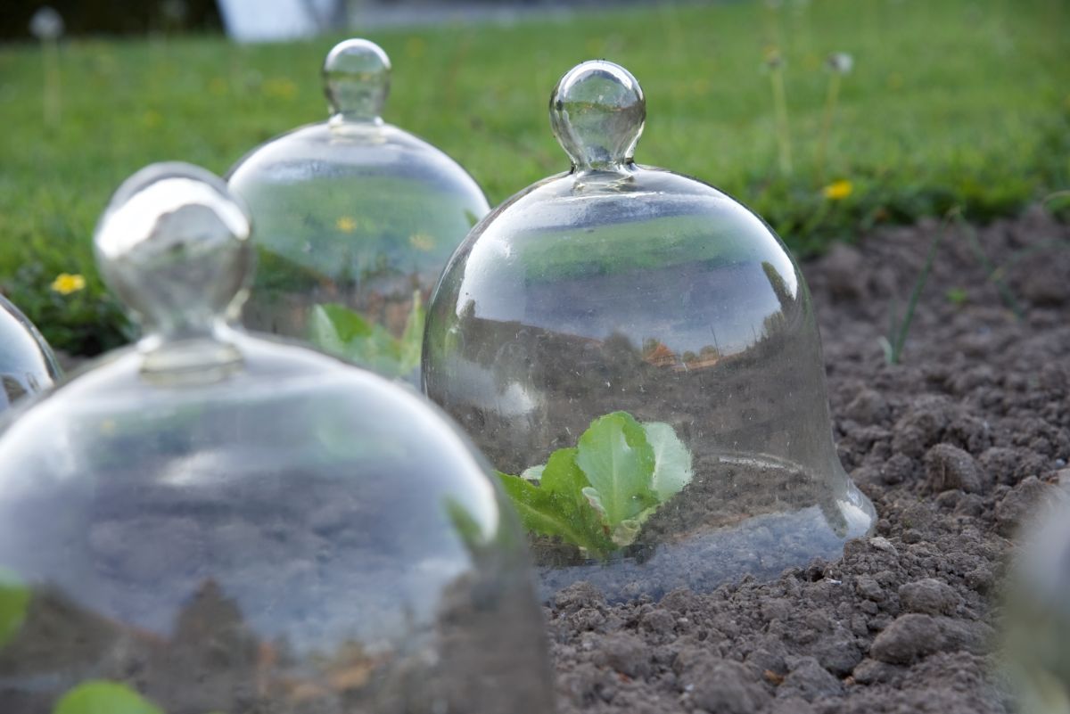 Garden cloches protect cold weather green