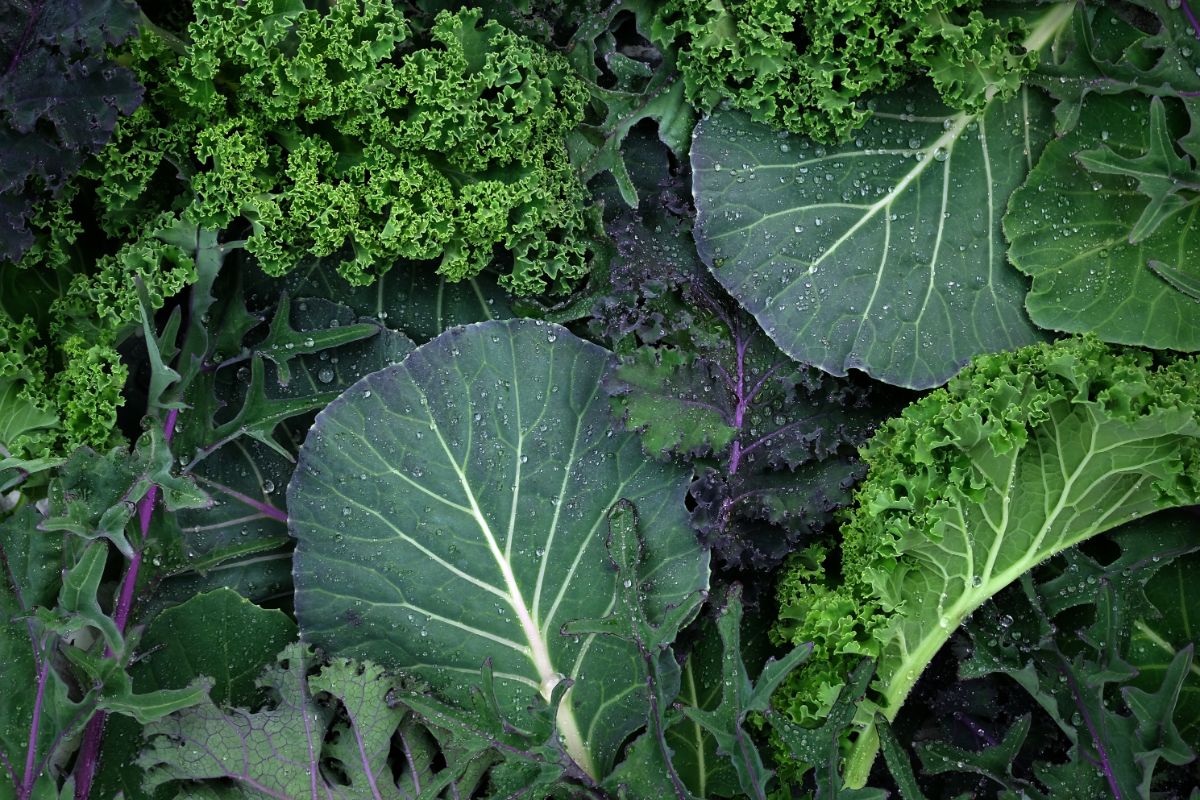 A collection of hardy greens leaves including kale and cabbage