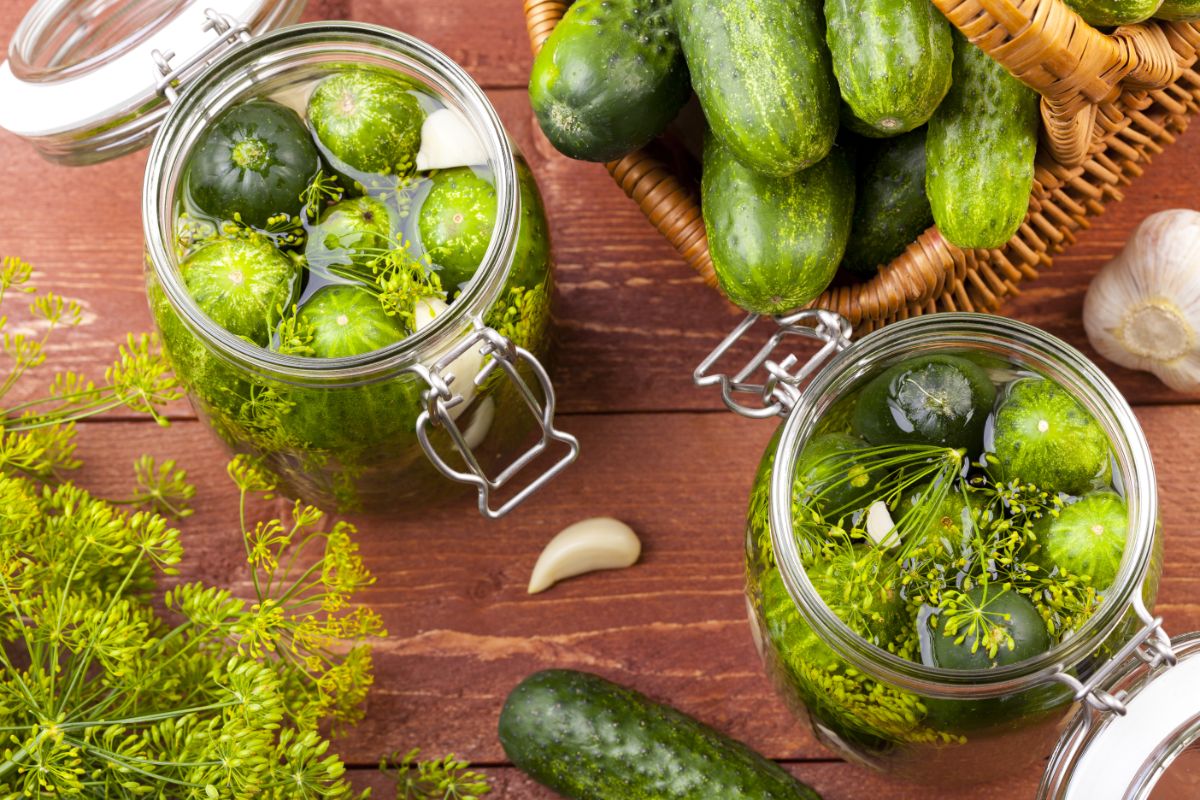 Jars of fresh cucumbers being prepared as pickles