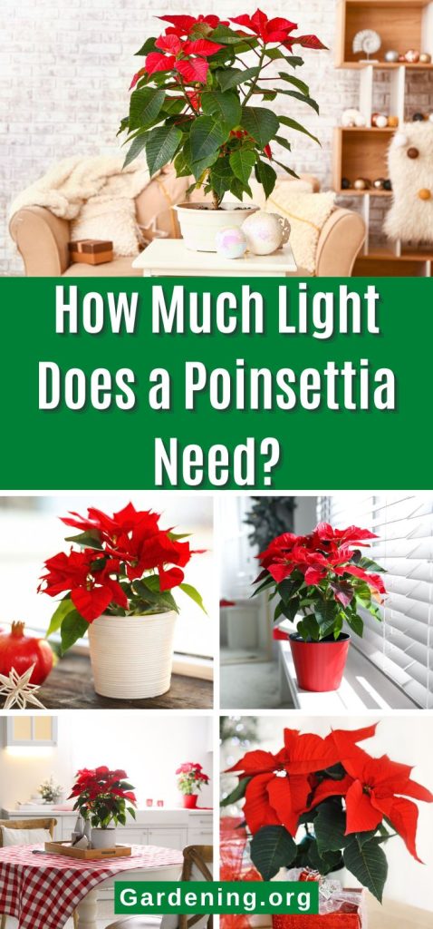 How Much Light Does a Poinsettia Need? pinterest image.
