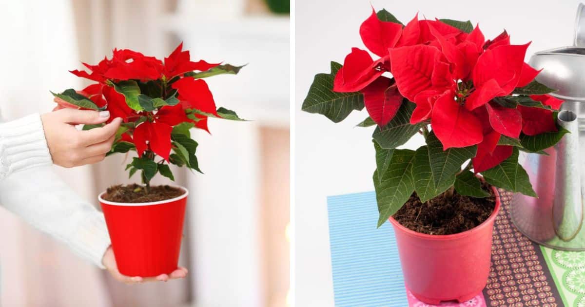 Watering Poinsettias: How Much Water Do Poinsettias Need?