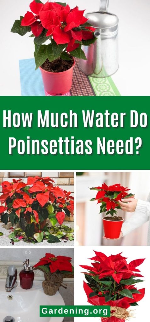 How Much Water Do Poinsettias Need? pinterest image.