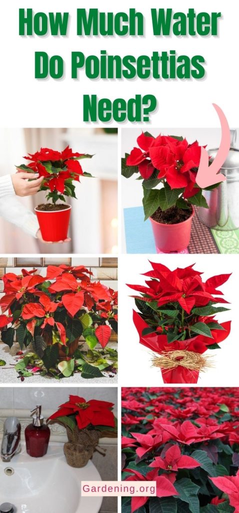 How Much Water Do Poinsettias Need? pinterest image.