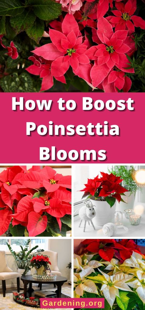 How to Boost Poinsettia Blooms pinterest image.