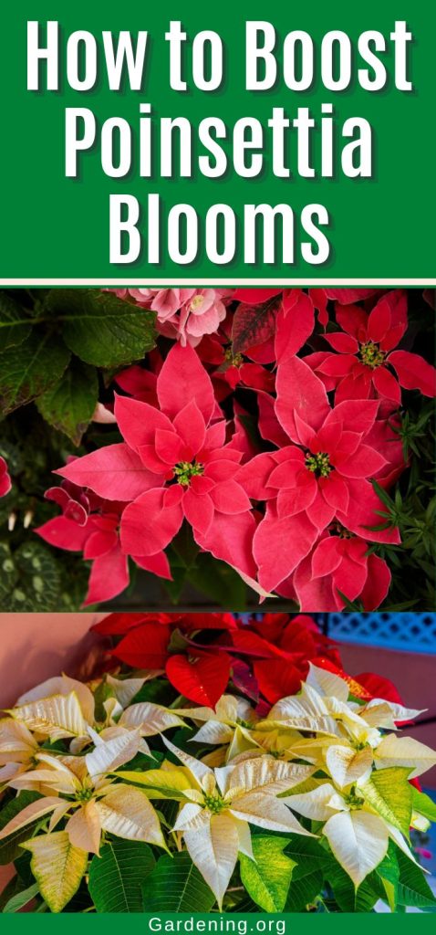 How to Boost Poinsettia Blooms pinterest image.