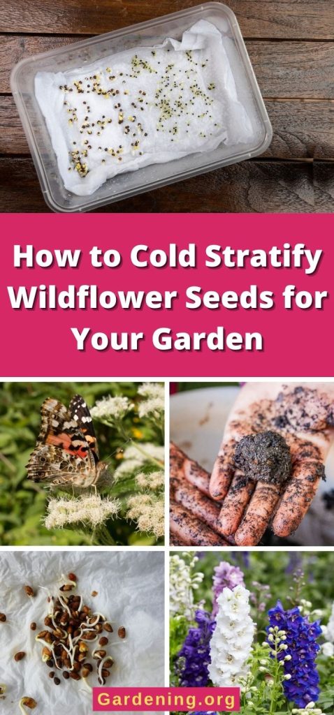 How to Cold Stratify Wildflower Seeds for Your Garden pinterest image.