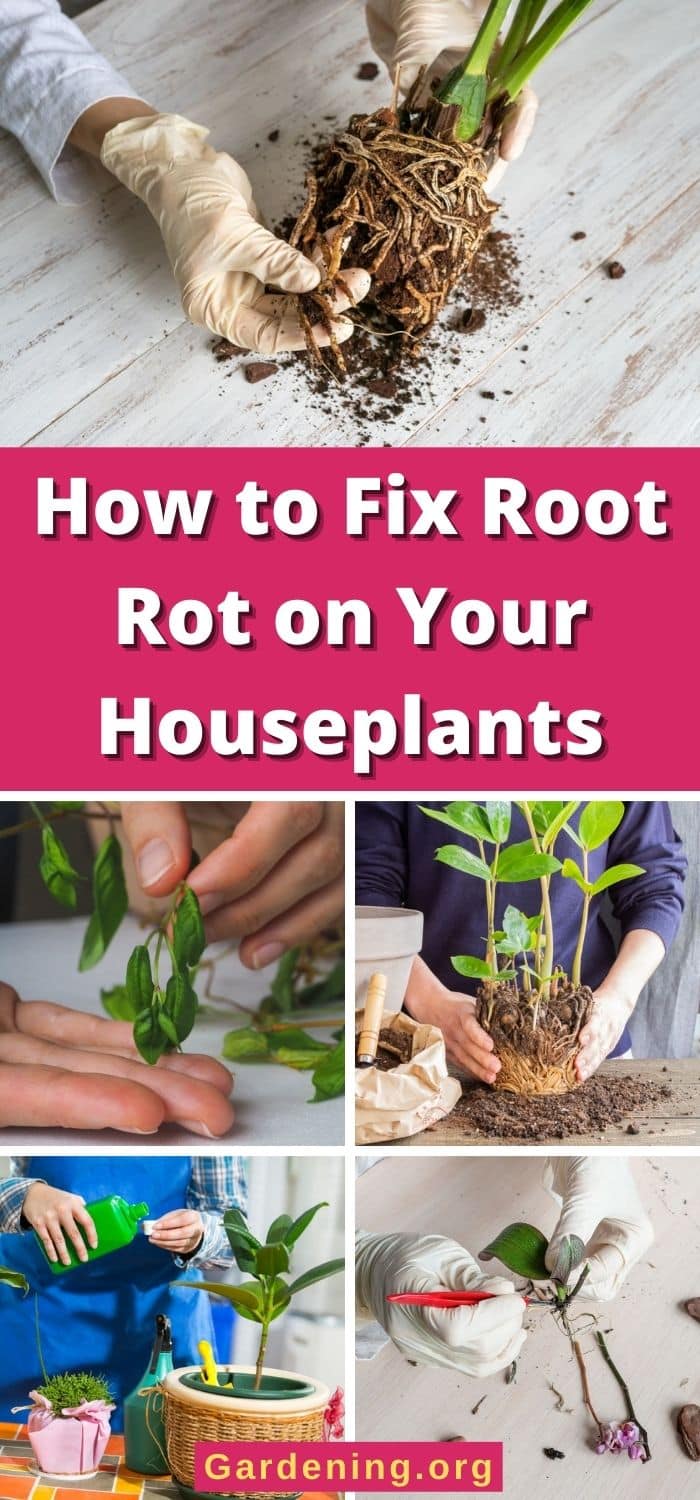 Rot Roots Houses How to Fix Root Rot on Your Houseplants - Gardening