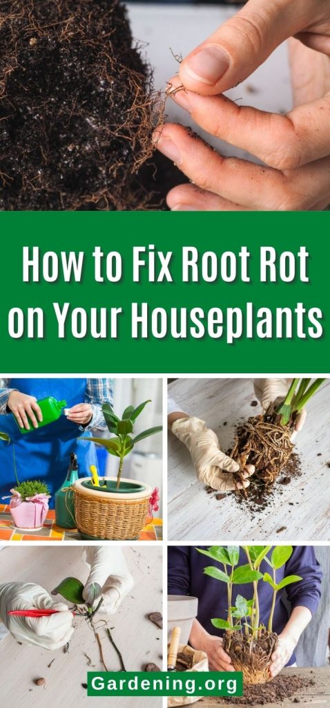 How to Fix Root Rot on Your Houseplants pinterest image.