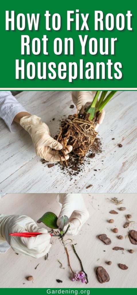 How to Fix Root Rot on Your Houseplants pinterest image.