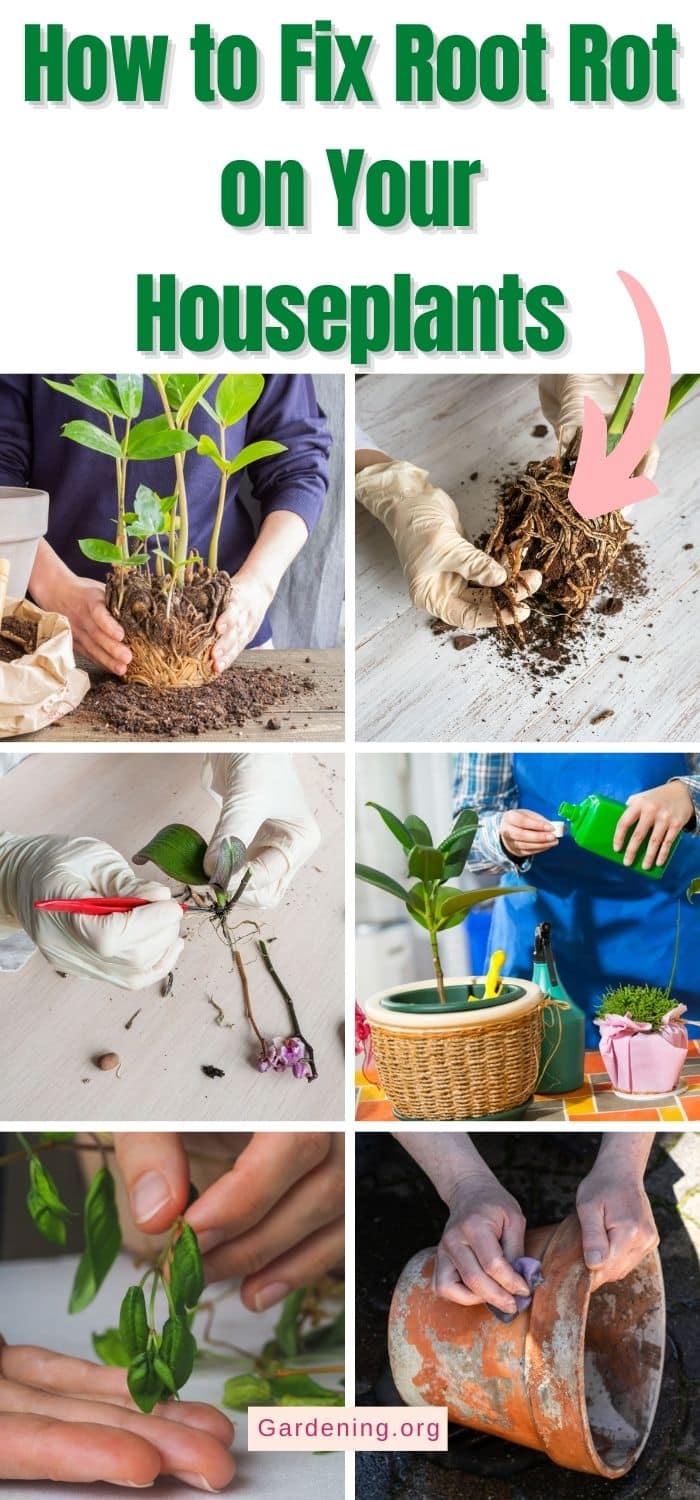 Rot Roots Houses How to Fix Root Rot on Your Houseplants - Gardening