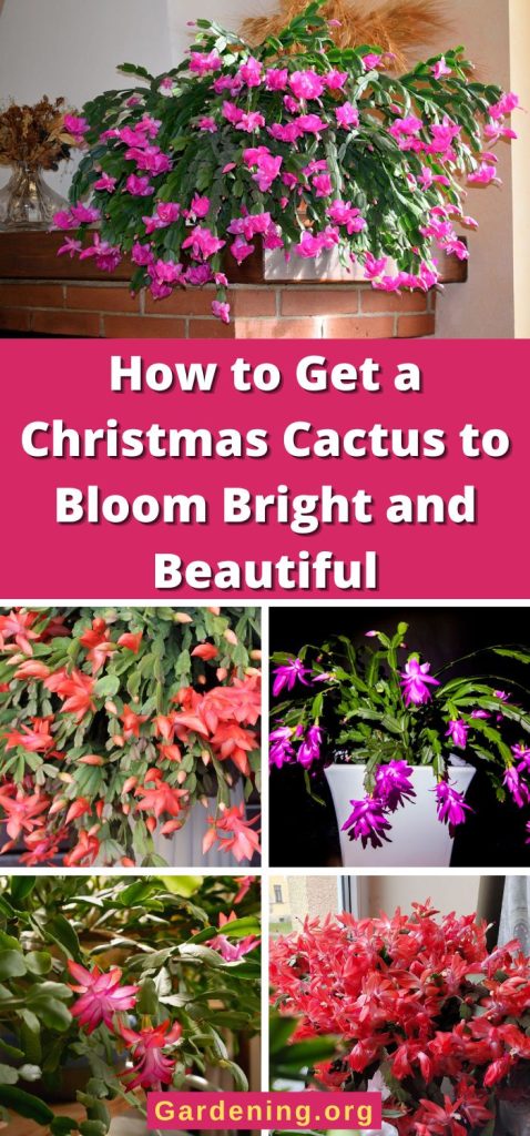 How to Get a Christmas Cactus to Bloom Bright and Beautiful pinterest image.