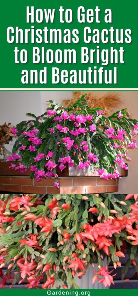 How to Get a Christmas Cactus to Bloom Bright and Beautiful pinterest image.