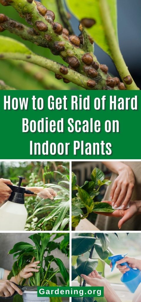 How to Get Rid of Hard Bodied Scale on Indoor Plants pinterset image.