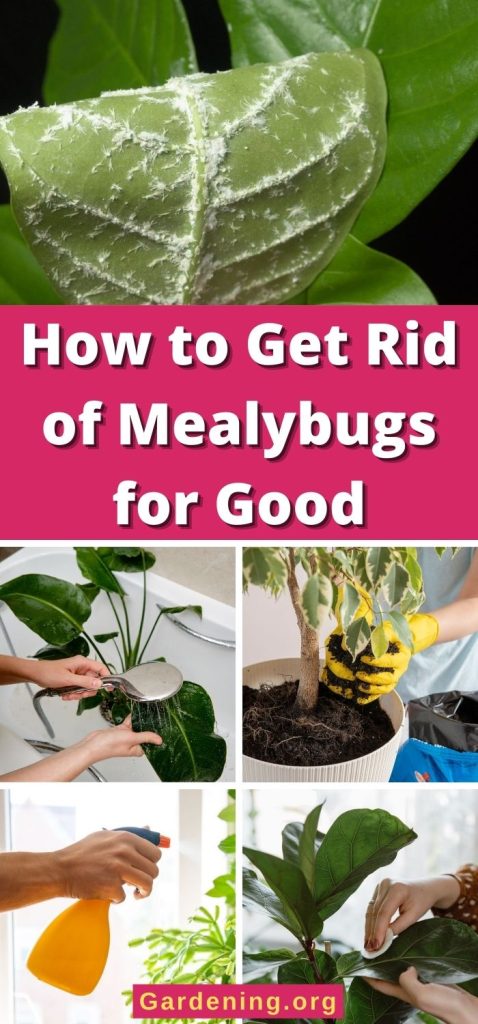 How to Get Rid of Mealybugs for Good pinterest image.