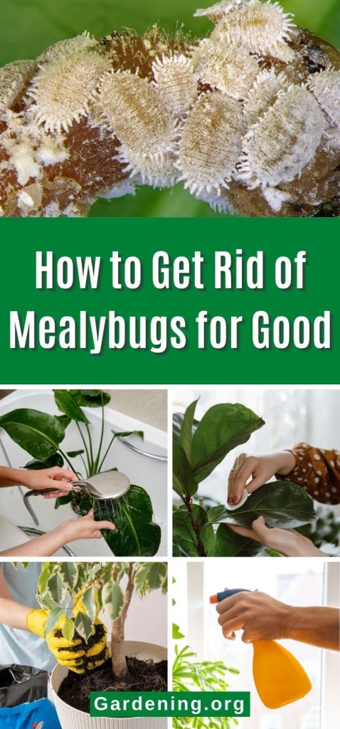 How to Get Rid of Mealybugs for Good pinterest image.