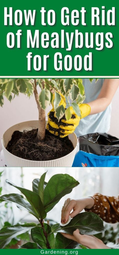 How to Get Rid of Mealybugs for Good pinterest image.