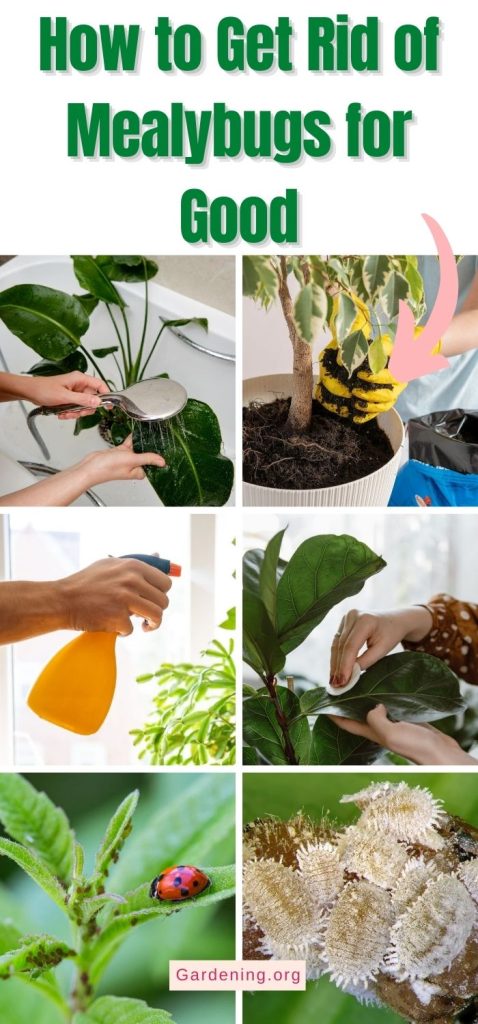 How to Get Rid of Mealybugs for Good pinterest image.