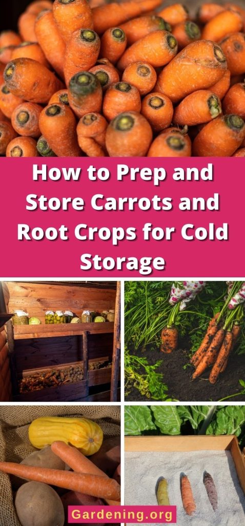 How to Prep and Store Carrots and Root Crops for Cold Storage pinterest image.