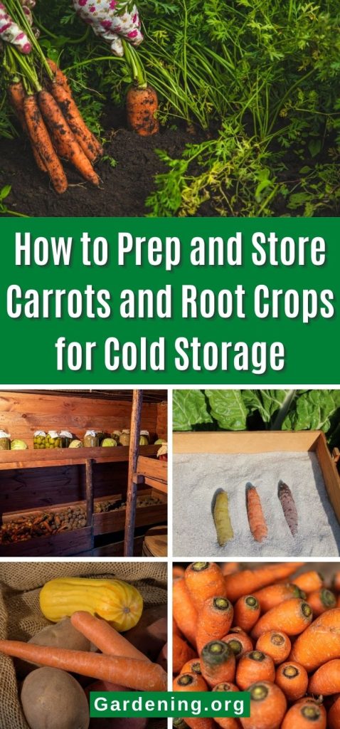 How to Prep and Store Carrots and Root Crops for Cold Storage pinterest image.