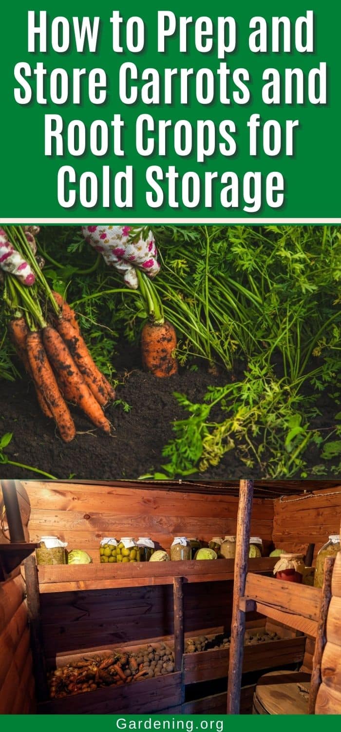 How to Prep and Store Carrots and Root Crops for Cold Storage - Gardening
