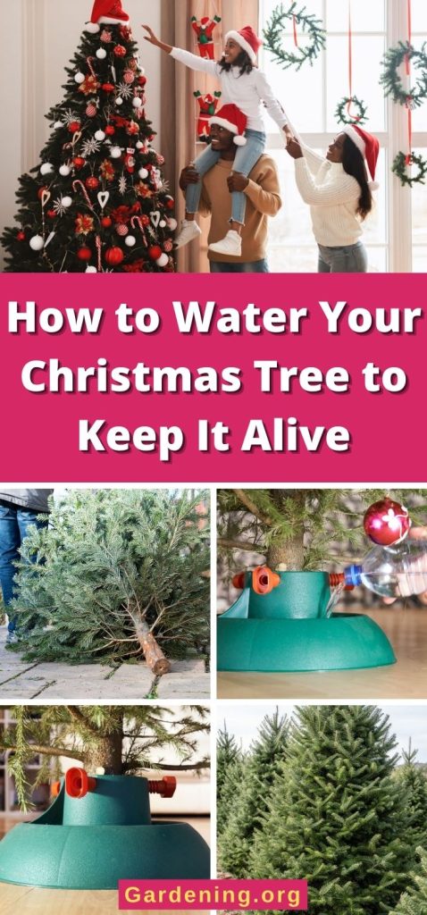 How to Water Your Christmas Tree to Keep It Alive pinterest image.