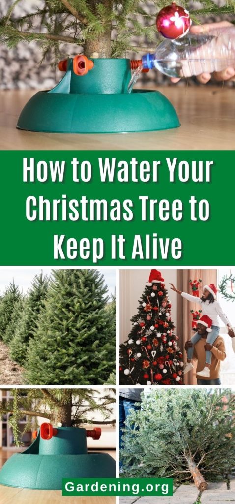 How to Water Your Christmas Tree to Keep It Alive pinterest image.