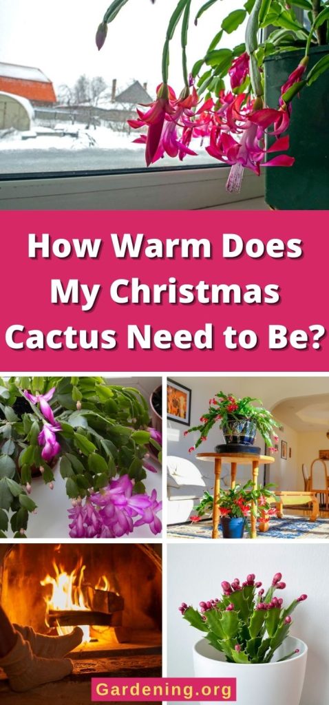 How Warm Does My Christmas Cactus Need to Be? pinterest image.