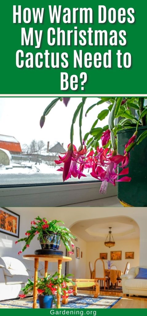 How Warm Does My Christmas Cactus Need to Be? pinterest image.