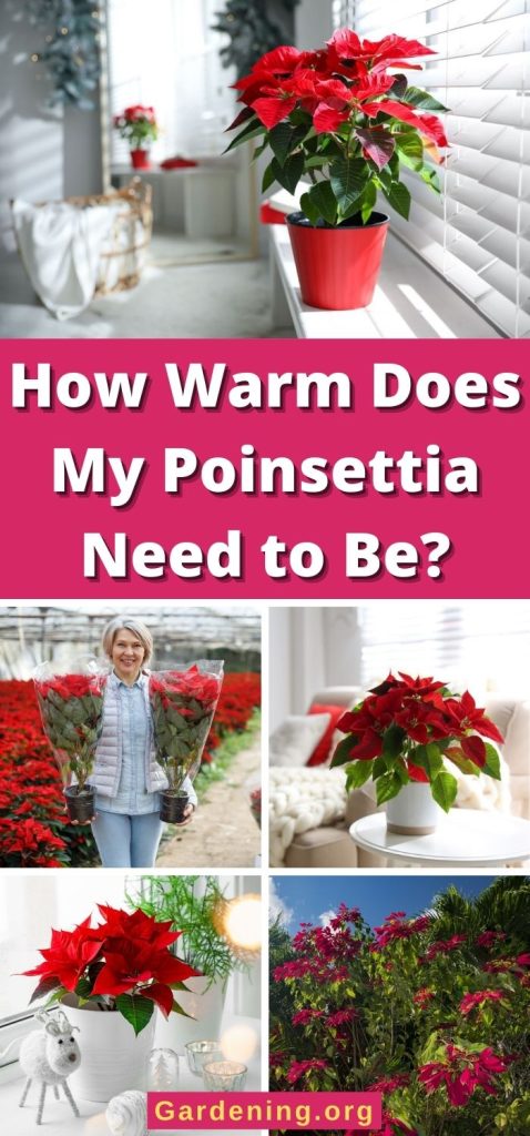 How Warm Does My Poinsettia Need to Be? pinterest image.