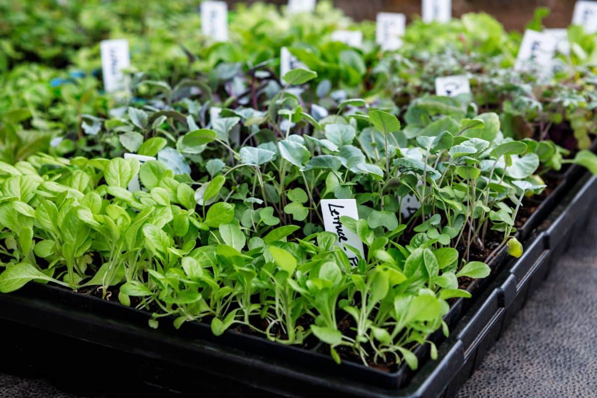 A tray of lettuce plants and garden seedlings