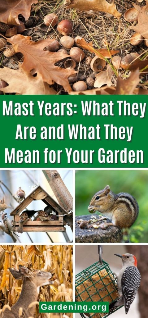 Mast Years: What They Are and What They Mean for Your Garden pinterest image.