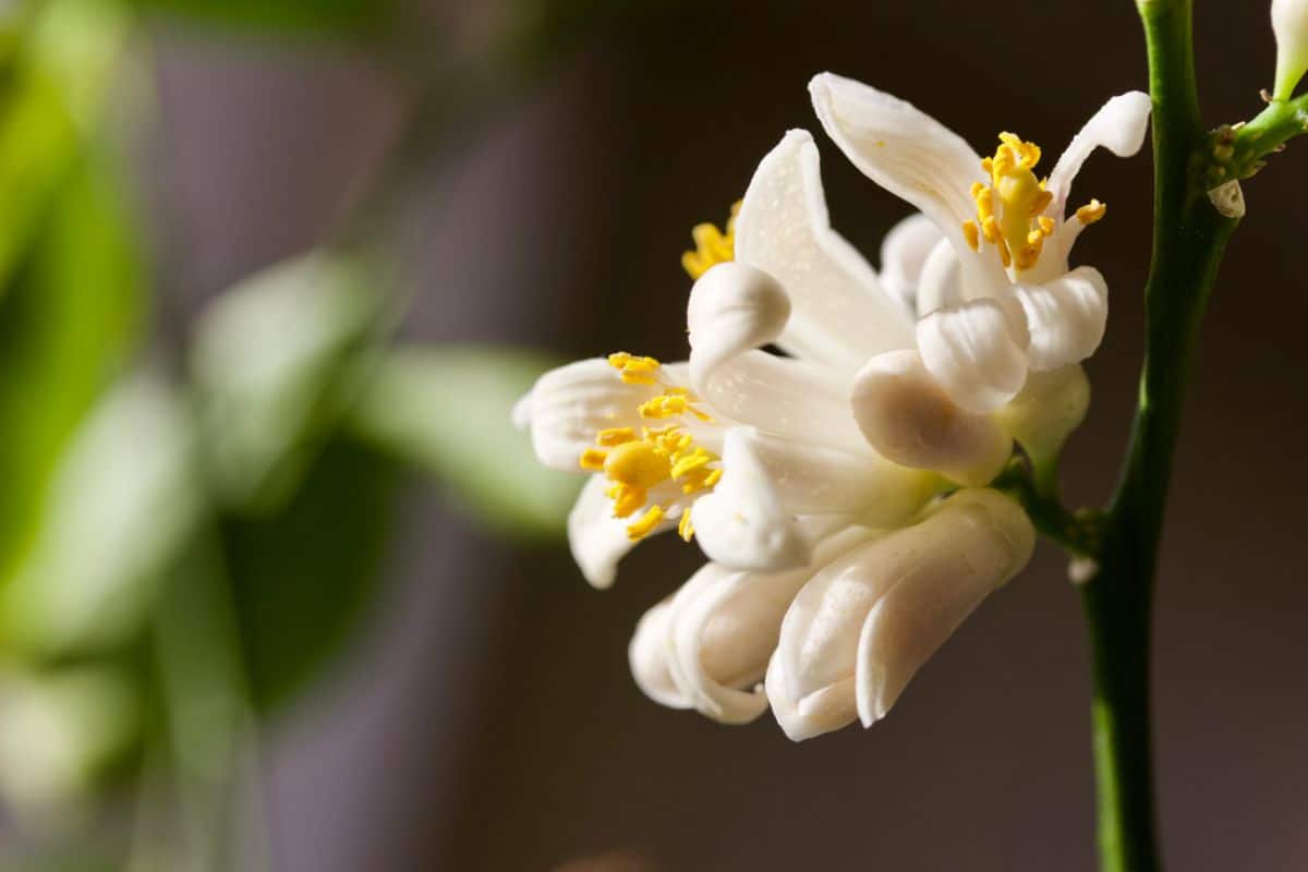 A blossom on an indoor growing fruit tree