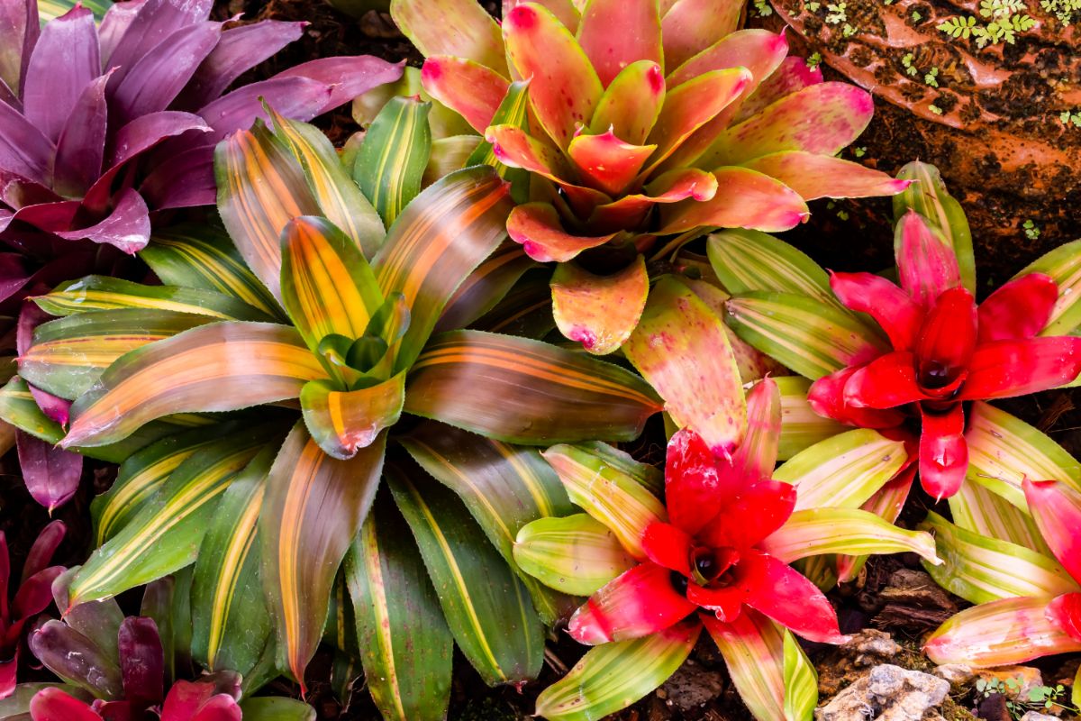 A variety of brightly colored bromeliad plants